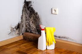 Best Basement Mold Removal  in Wood Ridge, NJ